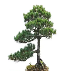 SJZJN 525 Chinese Manufacture Indoor Fake Podocarpus /Artificial Pine Tree /Mini Bonsai indoor Podocarpus Tree