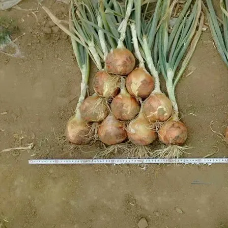 
yellow hybrid f1 onion seeds 