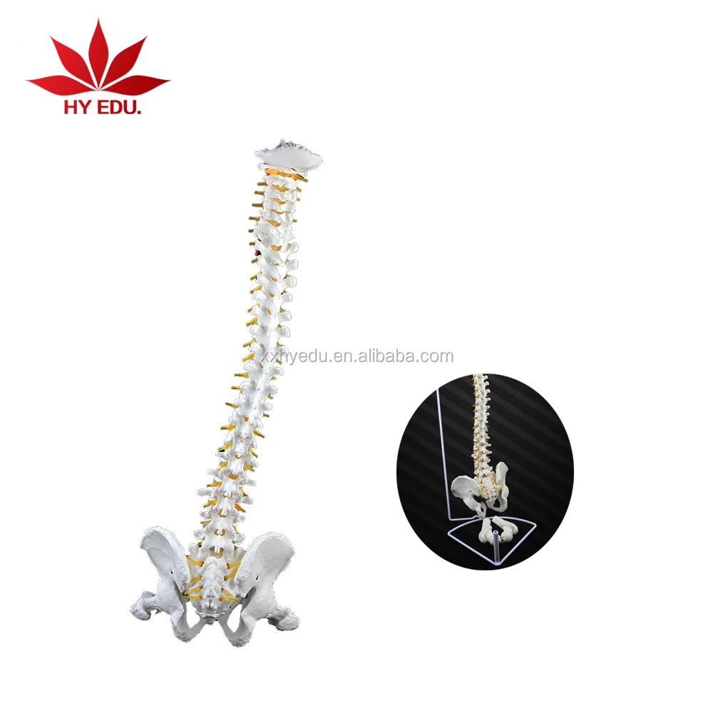 medical anatomical human life size vertebral column spine model for Education Supplies