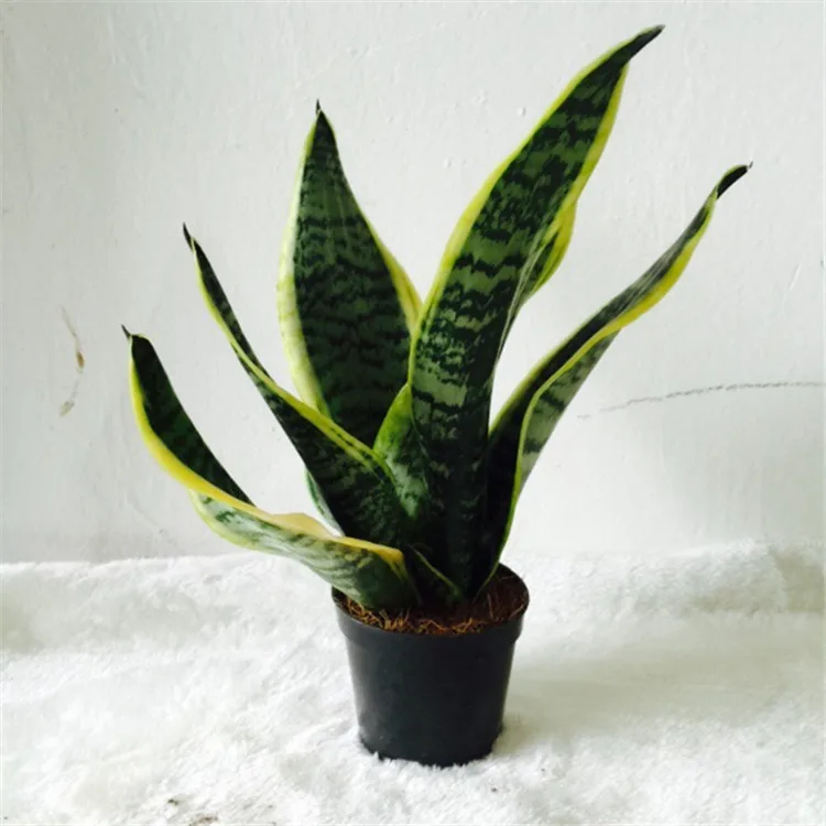 
 Декоративное змеиное растение Sansevieria  