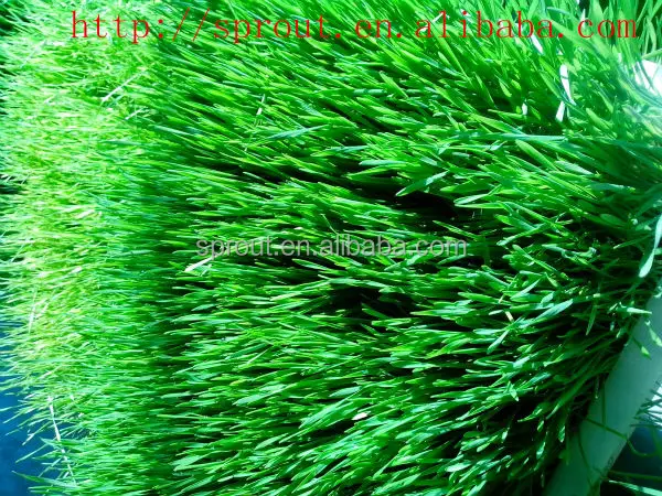  Гидропонная машина для корма животных пшеница/ячмень/кукуруза/альфальф