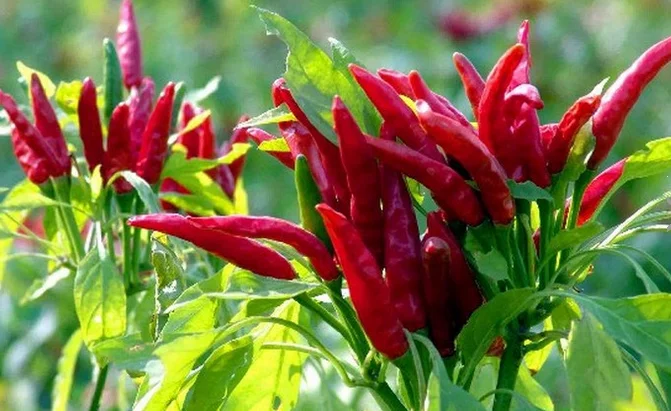 Созвездия Асахи перца для взрослых SUMMER F1