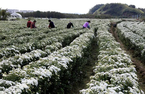 healthy benefits Chinese 100% natural blooming dry chrysanthemum flower tea