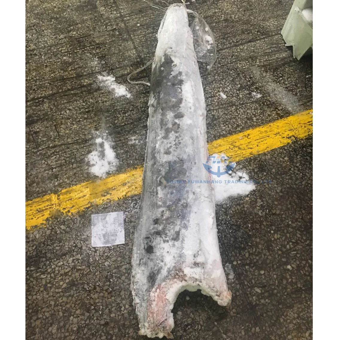 
Seafrozen sailfish exporter from China frozen marlin fish 