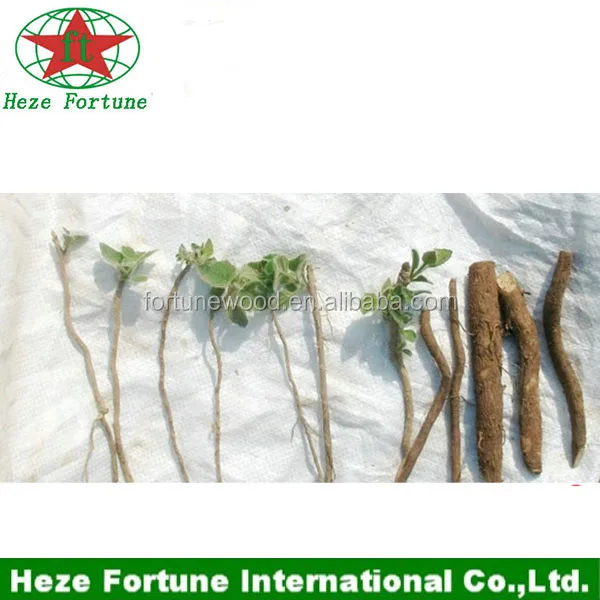 
Newest hybrid paulownia shan tong 4 root seeds for plantation 