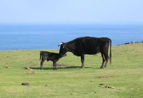 Japanese KAGOSHIMA WAGYU Beef Sale With A Long History