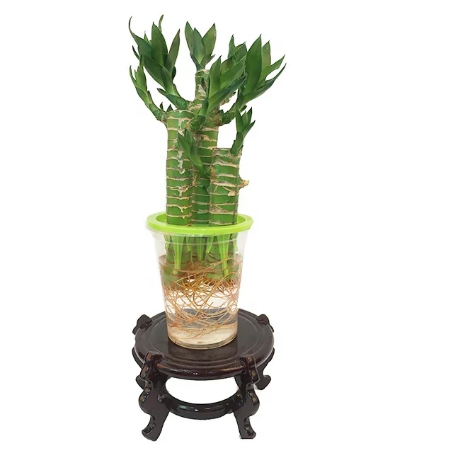 
Professional dracaena sanderiana Lotus Lucky Bamboo 