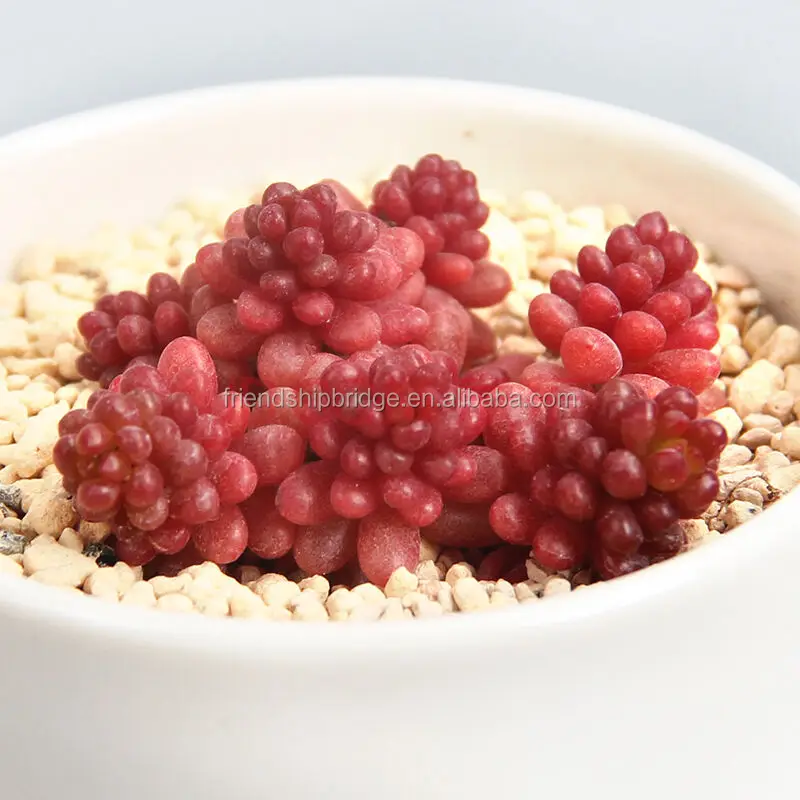 Sedun Rubrotinctum Redberry succulent bonsai