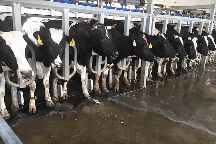 Ротационная Доильная система трубопровода в елочку