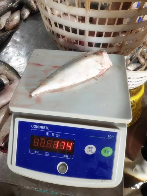 New Arrived Reasonable HGT Frozen Mackerel Fish Canned Price