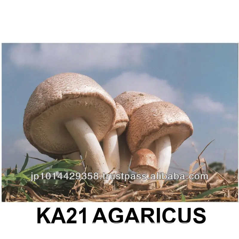 Japan Agaricus blazei Murrill Medicinal Mushroom King Agaricus 100 Powder