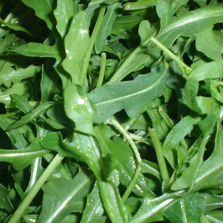 Новинка 2021, Семена Салата, семена свежих овощей, гибридные семена рокеты