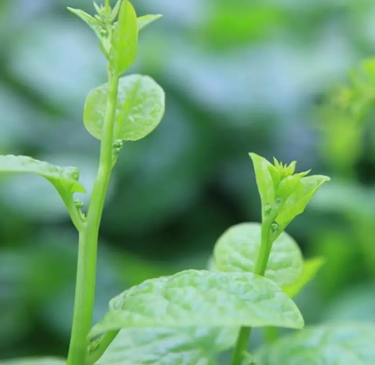 250g/bag High quality edible dry Vegetable Seeds loose Ceylon Spinach Seeds
