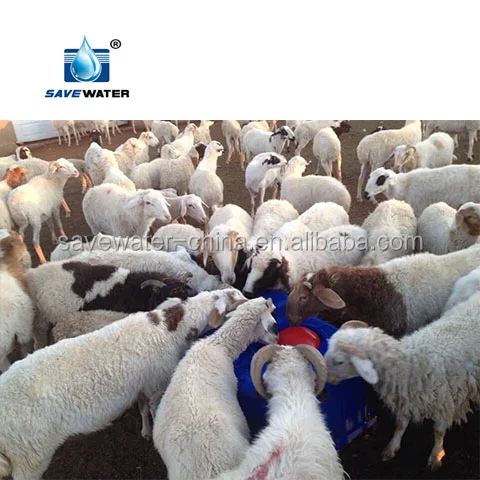 Frost free Auto Drinking Water trough for Livestock farm equipment