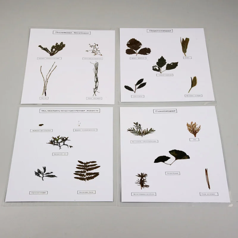 The Evolution of Organic beings Herbarium