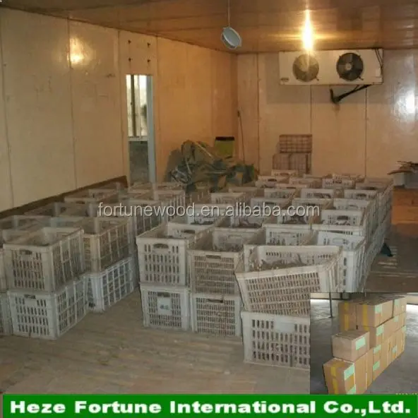 Легкая посадка, рассады корней павловнии, оптовая продажа с завода