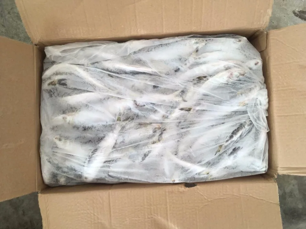 Fresh frozen sardine 50-80g Small sardine wholesaler sardine whole round fish