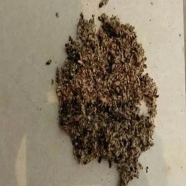poultry meal Cotton seed meal food grade