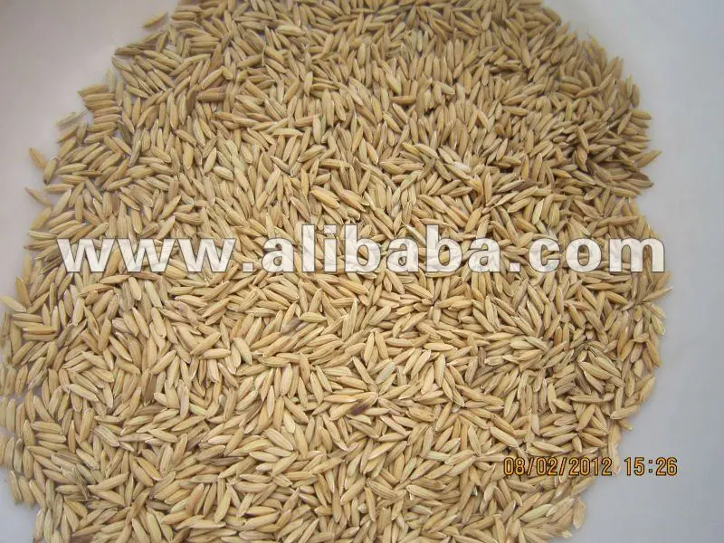 
Sell rice seed 