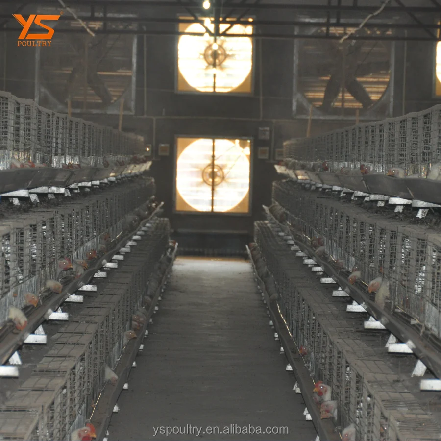 Best Design A Type Automatic Chicken Broiler Cage