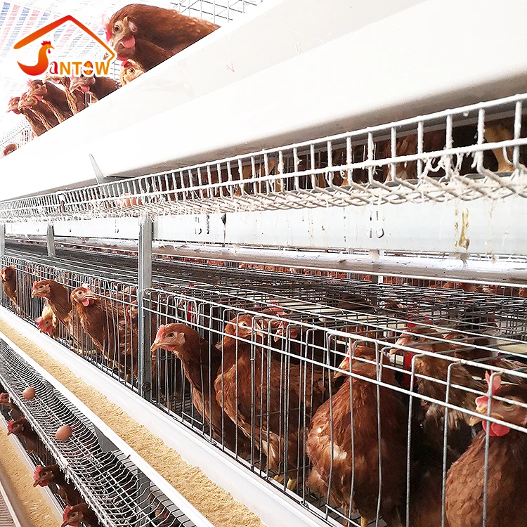 4-Tier Chicken Layer Cage/A Type, 4 Tiers, 128 Birds Chicken Cage with automatic feeding system wholesale chicken cage