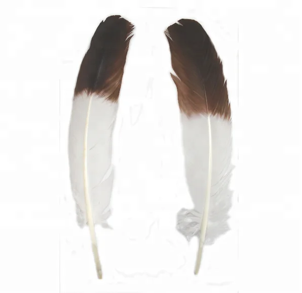 Turkey Feather Wings with Black / brown tip