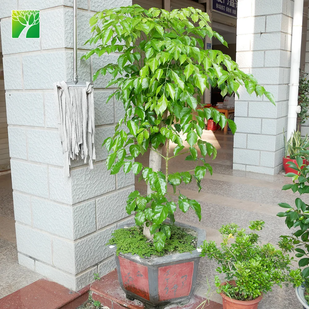 
Low maintenance medium water garden arbor plant serpent tree Radermachera sinica 