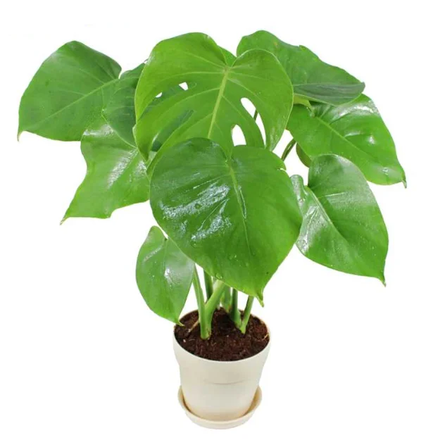 
Орнаментные растения Monstera. Эксклюзивная либм бонсай 