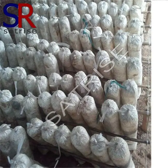 
Cultivating fresh gray oyster mushroom product 