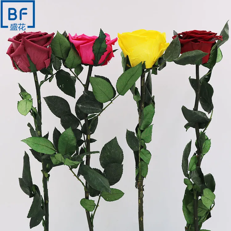 Long last real touch preserved stem rose flower wholesale fresh