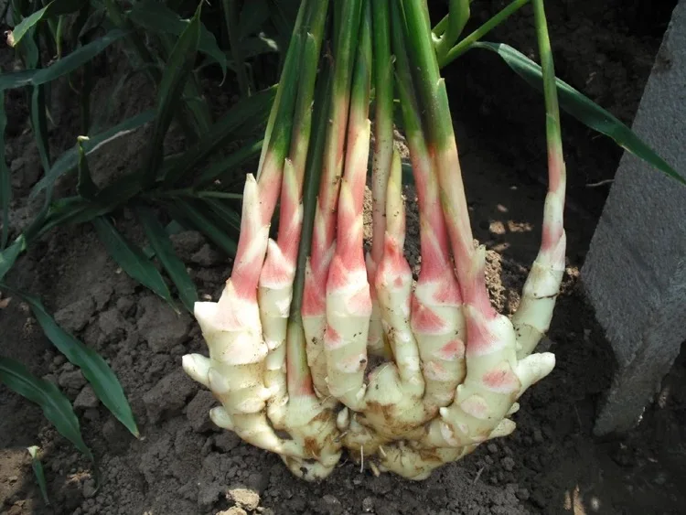 
supply fresh high quality crystallized dried ginger products 