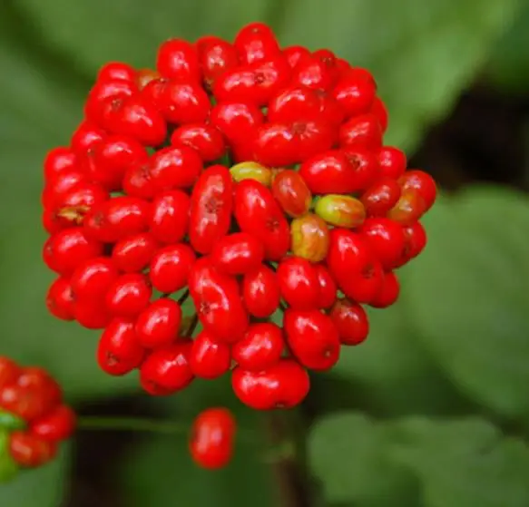 100g NON-GMO accelerating germination vernalization ginseng seeds for sowing