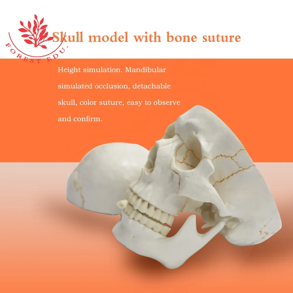 Human Skull Model Anatomic Popular Biological Life Size Plastic Medical Anatomical Skull Model