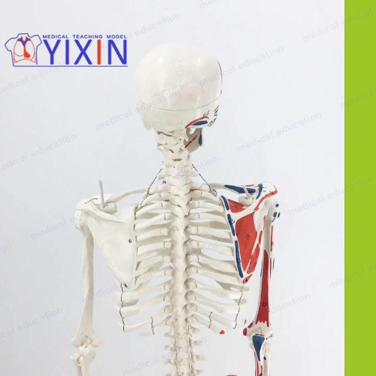Muscle Anatomy with Movable Skeleton Standard Vertebral Skeleton Bone-setting Acupuncture 85 cm Human Skeletal Model Writing Col