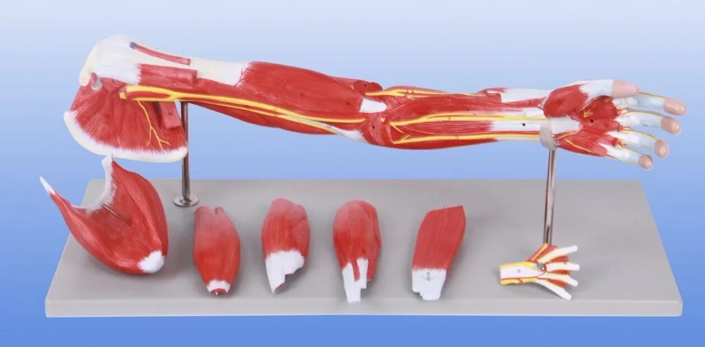 arms muscle anatomy structure model