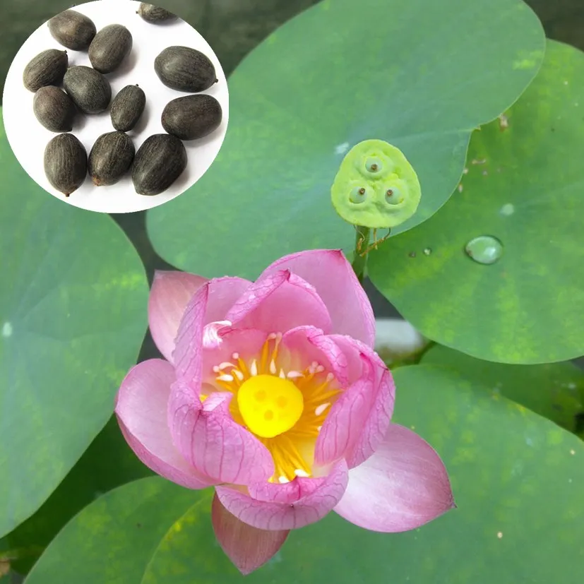 
Поставка высокой прорастаемости, семена водяной лилии, семена лотоса nelumbo nucifera 