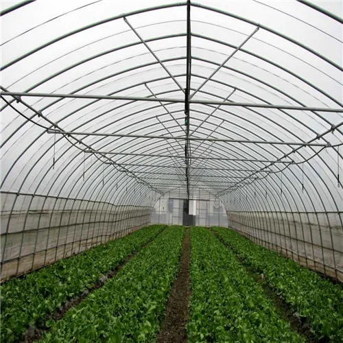 Single tunnel greenhouse for large scale growth