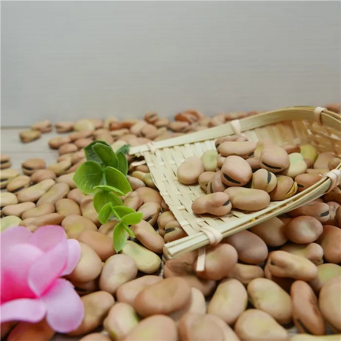 
high quality dry Broad Bean fava bean faba bean 
