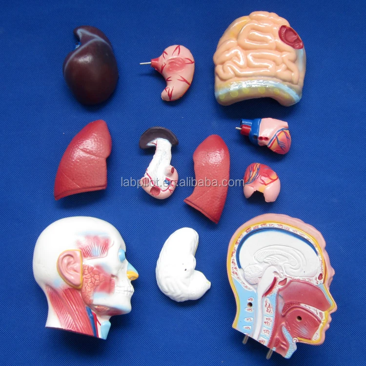 42CM Male Torso with Internal Organs 13 Parts,Human Torso model