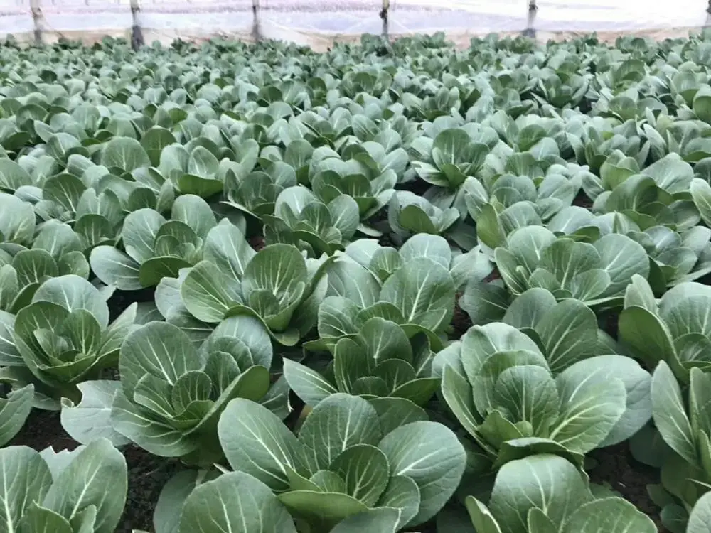 
Chinese Chard Asian vegetable green stalk cabbage seeds 500gr/bag 