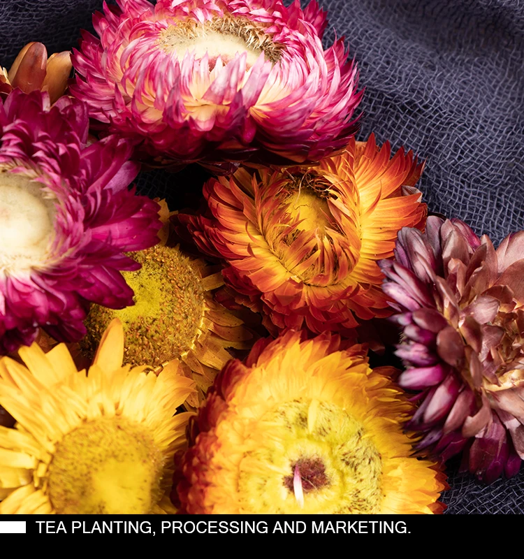 
High Quality Bracteantha Bracteata Strawflower Colorful Chrysanthemum Tea 