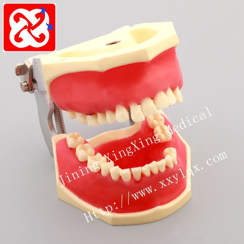 Periodontal disease model for practice cutting suturing