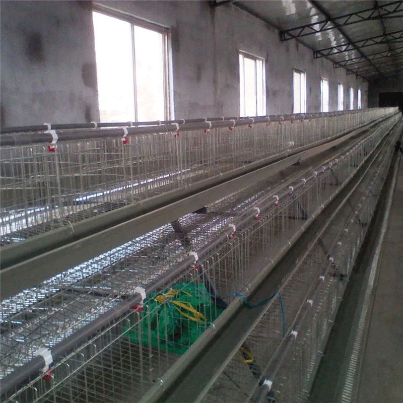 SSD Design meat broiler battery chicken cages for sale