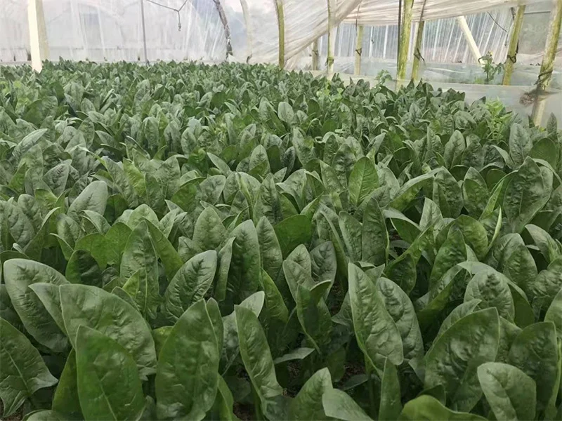 
Hybrid f1 Spinach seed LS101(2118) 