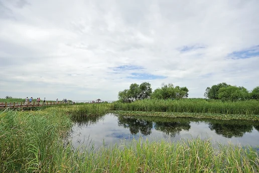 
Photosynthetic Bacteria Rhodopseudomonas Palustris PSB Liquird Or Powder for fish aquaculture 