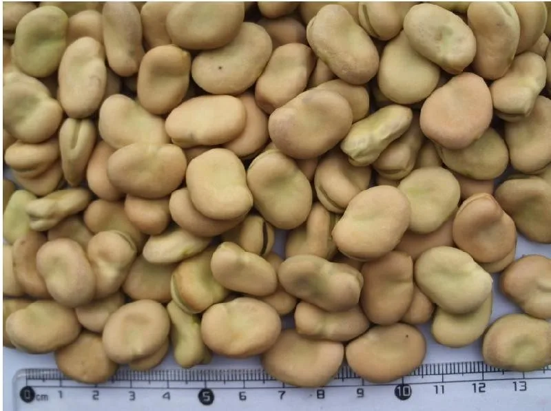 new crop2021 dry Broad / Fave Beans