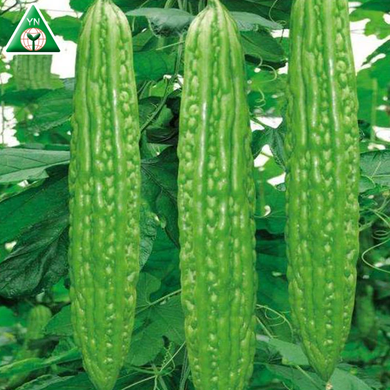 
Hybrid Bitter Melon Seeds Bitter Gourd Seeds BUMPER F1 