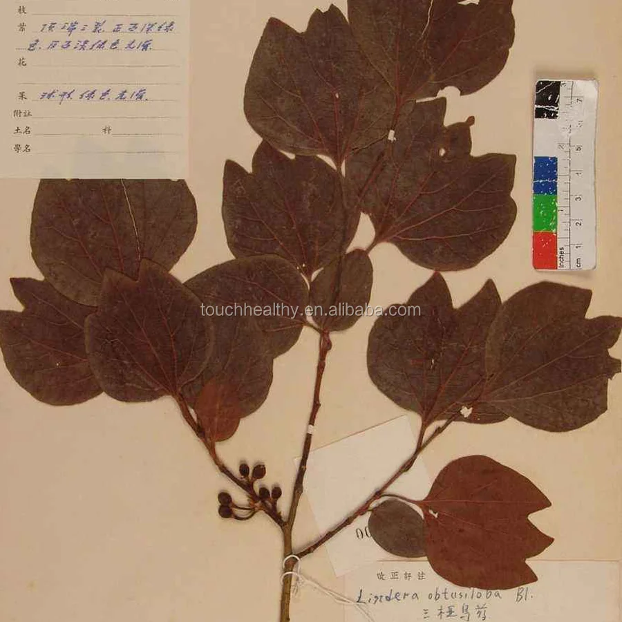2021 Touchhealthy Supply Best selling lindera obtusiloba seeds