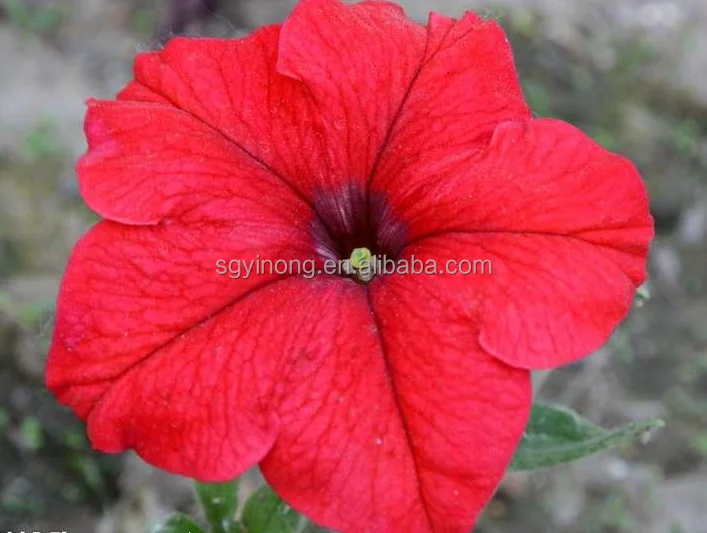 
High disease resistant hybrid f1 petunia seed flower seeds for planting 
