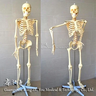 Realistic ,Life Size, Plastic Functional Human Skeleton